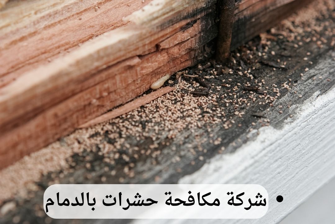 شركة مكافحة النمل الأبيض بالدمام