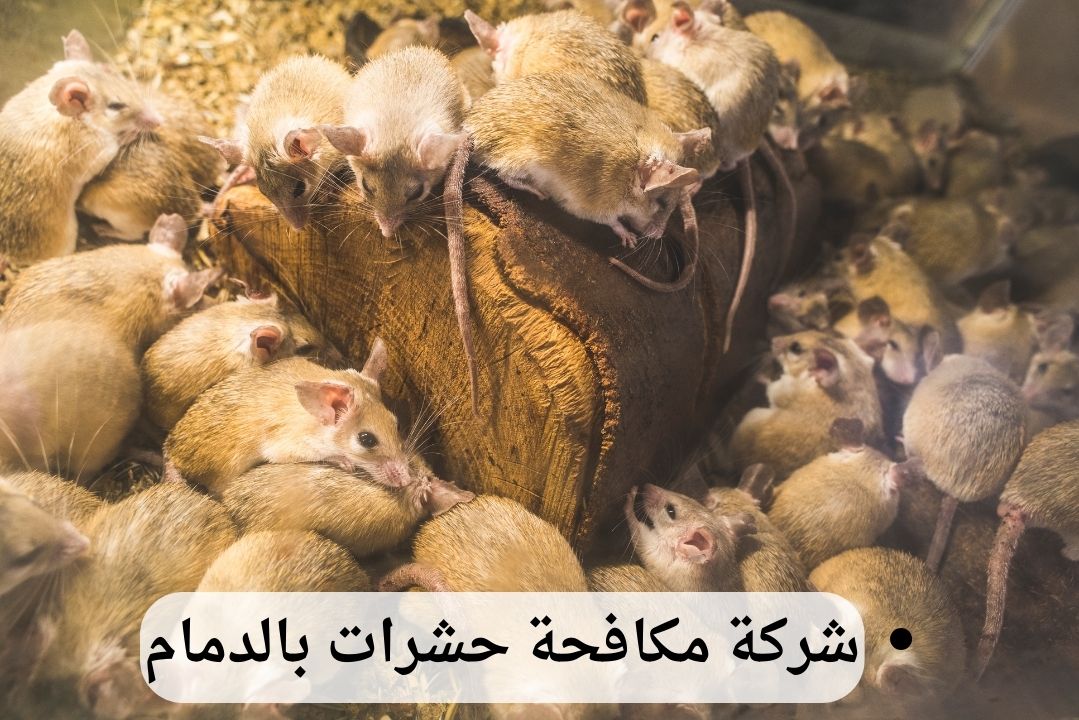شركة مكافحة فئران بالدمام