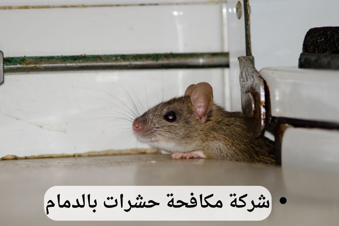 شركة مكافحة فئران بالدمام